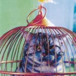 Домашний арест Жреца котов планеты котов и кошек