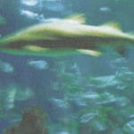 Киты на Венере. Идут какие-то осадки