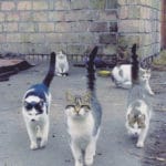 Охрана копья, открывающего пространство, за которым охотился Гитлер