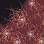 Ткань Мировоззрения с нейронными узлами. 2005 год.