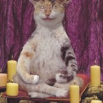 Кот - жрец медитирует